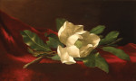 ₴ Репродукція квітковий натюрморт від 356 грн.: Магнолія