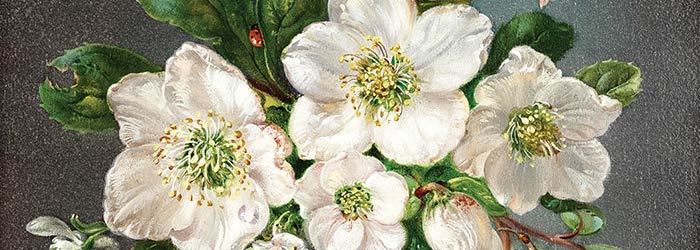 ₴ Репродукция цветочный натюрморт "Рождественские розы и подснежники в стеклянном весе" - Кеннеди Сесил