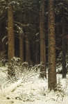 Пейзаж: Еловый лес зимой