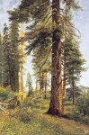 ₴ Репродукция пейзаж от 217 грн.: Секвойи Калифорнии