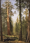 ₴ Репродукція пейзаж від 235 грн.: Гігантська секвоя, гай Маріпоса, Каліфорнія