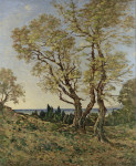 ₴ Картина пейзаж художника от 245 грн.: Оливковые деревья в Ментоне