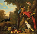 ₴ Репродукція натюрморт від 283 грн.: Два папуги ара, какаду, червоноклюва галушка та інші птахи у пейзажі з фруктами