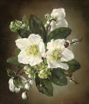 ₴ Репродукція квітковий натюрморт від 302 грн.: Геліборес, різдвяні троянди