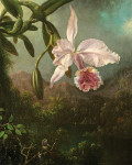 ₴ Репродукция цветочный натюрморт от 308 грн.: Цветок орхидеи