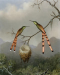 ₴ Репродукция натюрморт от 296 грн.: Две колибри с детенышами