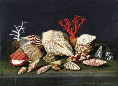 ₴ Репродукція натюрморт від 401 грн.: Натюрморт з черепашками та коралами