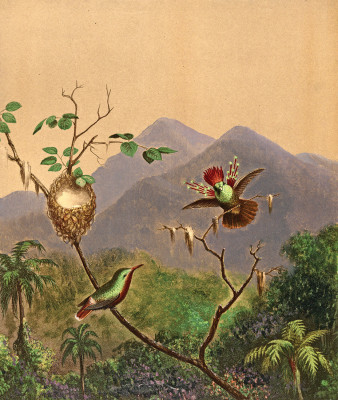 ₴ Картина натюрморт известного художника от 193 грн.: Бразильские колибри