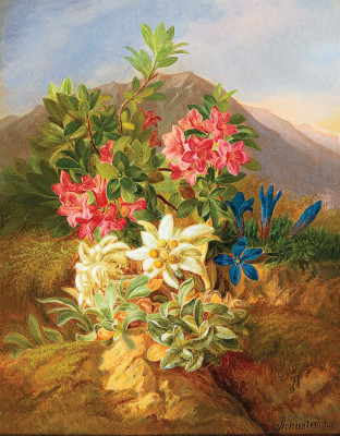 ₴ Репродукция натюрморт от 247 грн.: Альпийские цветы