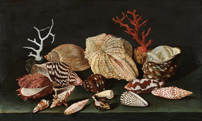 ₴ Репродукція натюрморт "Натюрморт з мушель та коралів на столі, задрапірованому зеленою скатертиною"